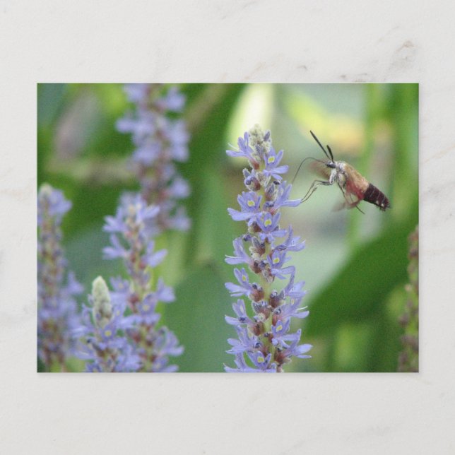 Pickerel-und Motten-Postkarte Postkarte (Vorderseite)