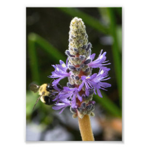 Pickerelweed und Hummel Fotodruck