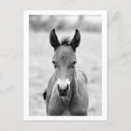 Pickle the Foal Postkarte