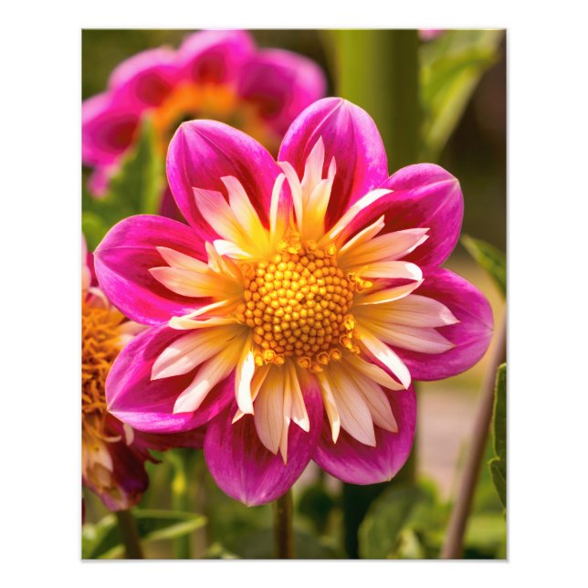 Picturesque Dahlia Fotodruck (Vorne)