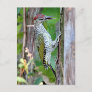 Picus viridis postkarte