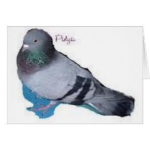 Pidgie Pidgie Fund Pigeon