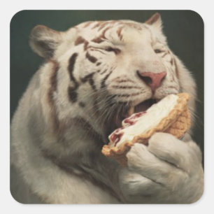 Pie-Liebender Weißer Tiger – Lustiger Aufkleber