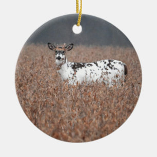 Piebald Deer Foto Ornament