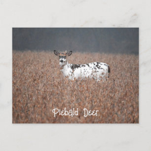 Piebald Deer Foto Postcard Postkarte
