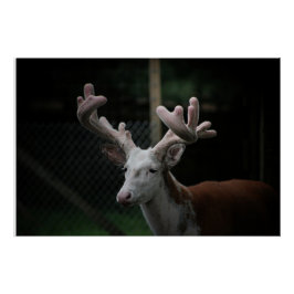 Piebald Deer Poster