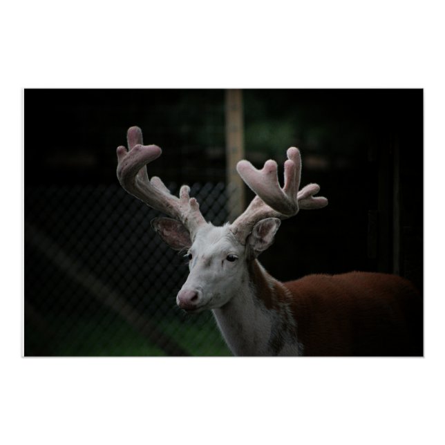 Piebald Deer Poster (Vorderseite)