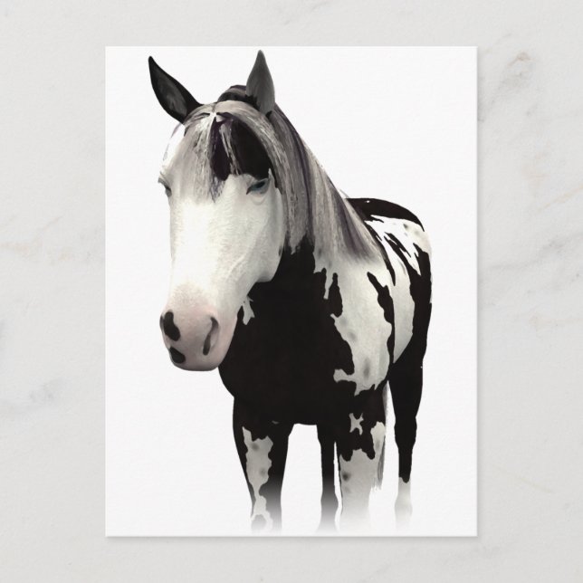 Piebald Paint Horse Art Postkarte (Vorderseite)