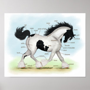 Piebald Sinti und Roma Horse Reittiere Anatomie Po Poster