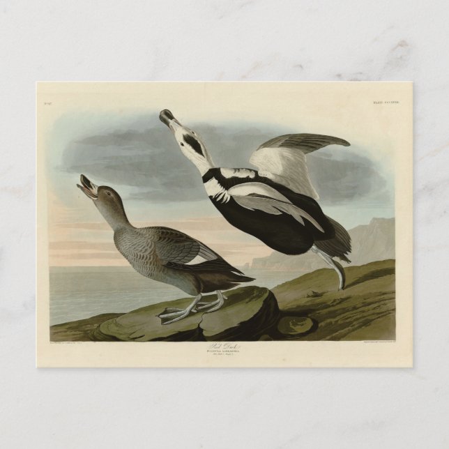 Pied Duck (Labrador Duck) Audubon Birds of America Postkarte (Vorderseite)