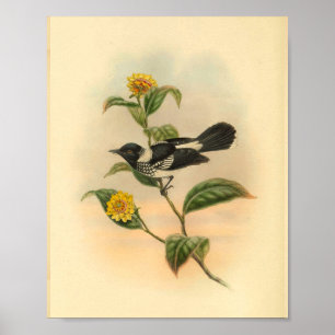 Pied Flycatcher Black Bird Vintag Print Poster