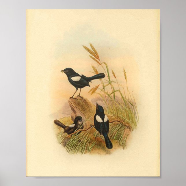 Pied Malurus Black Fairywren Bird Vintag Print Poster (Vorne)