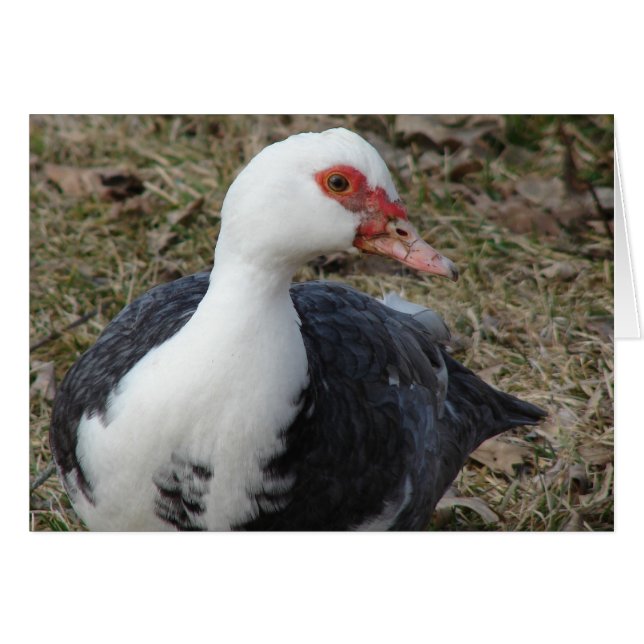 Pied Muscovy Hen (Vorderseite (Horizontal))
