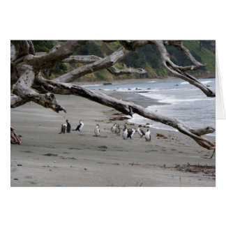Pied Shags am Strand