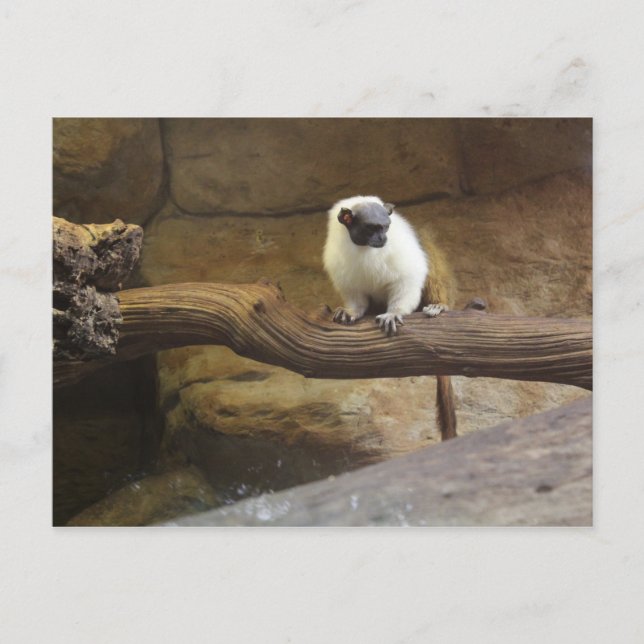 Pied Tamarin # 2 Postkarte (Vorderseite)