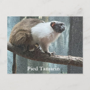 Pied Tamarin Postcard Feiertagspostkarte