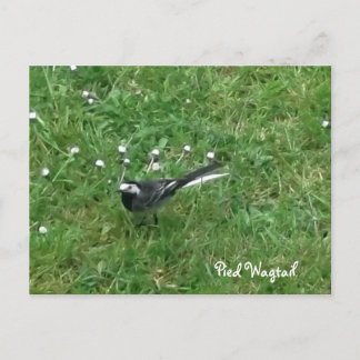 Pied Wagtail Postkarte