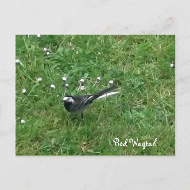 Pied Wagtail Postkarte (Vorderseite)