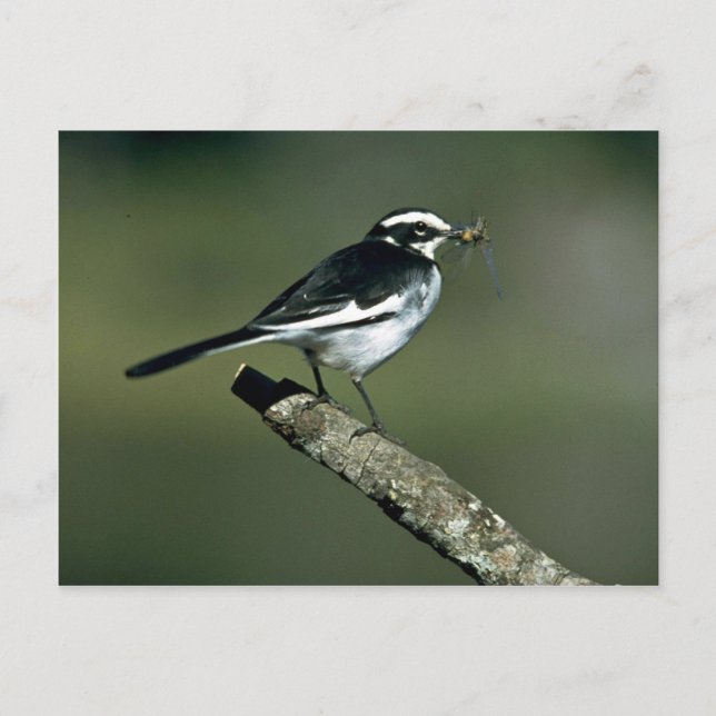 Pied Wagtail Postkarte (Vorderseite)