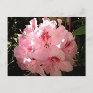 Pienza, Italien Postkarte