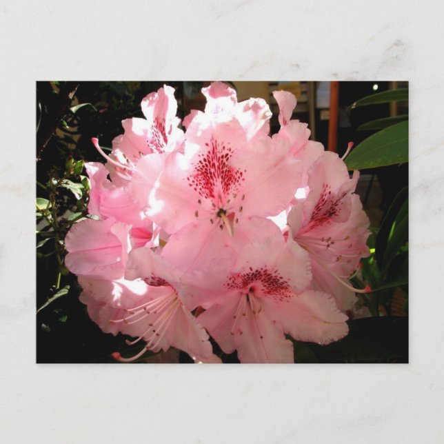 Pienza, Italien Postkarte (Vorderseite)