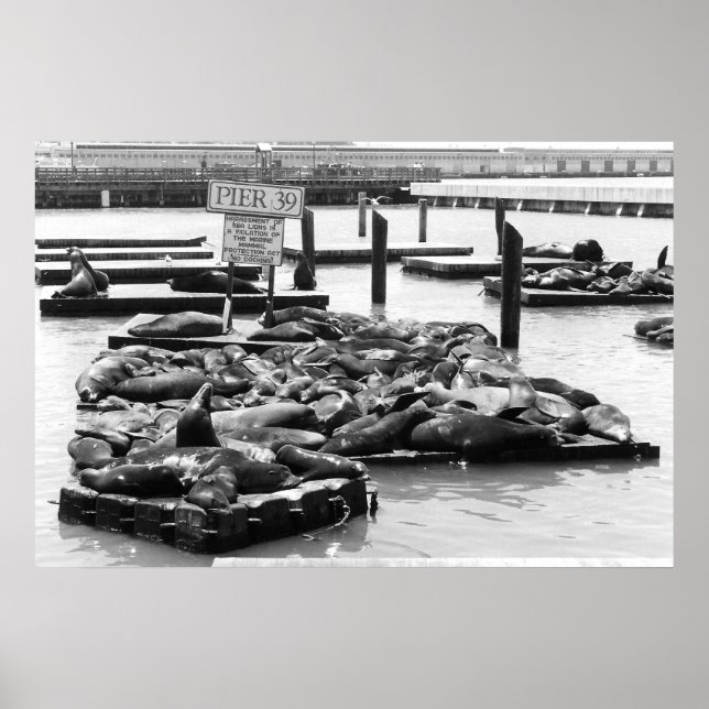 Pier 39 Sea Lions Poster (Vorne)