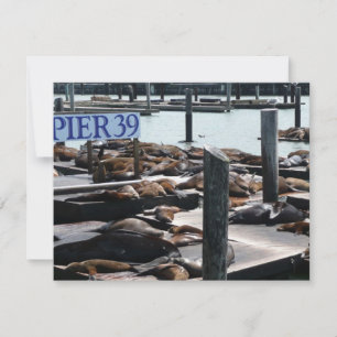 Pier 39 Seelöwen