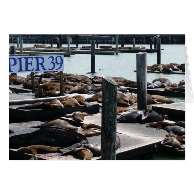 Pier 39 Seelöwen (Vorderseite (Horizontal))