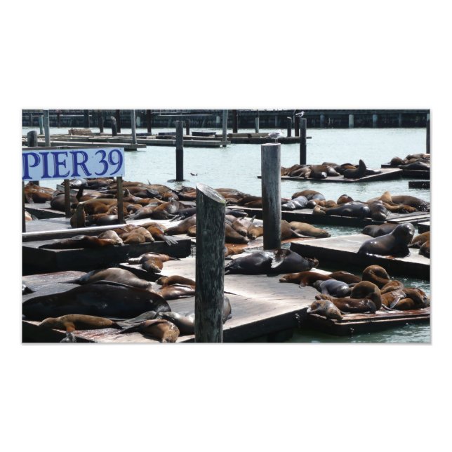 Pier 39 Seelöwen Fotodruck (Vorne)