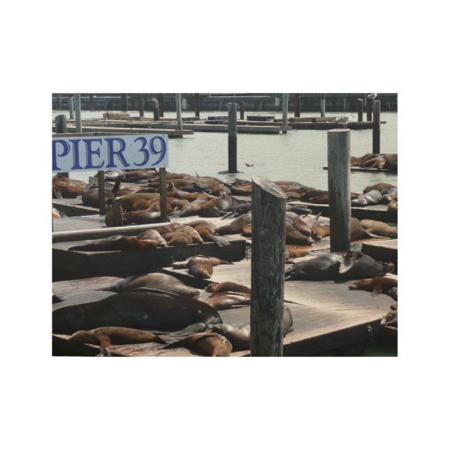 Pier 39 Seelöwen Holzposter (Vorderseite)
