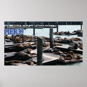 Pier 39 Seelöwen Poster