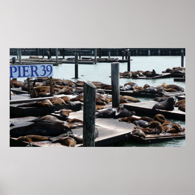 Pier 39 Seelöwen Poster (Vorne)