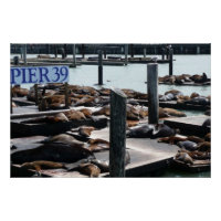 Pier 39 Seelöwen