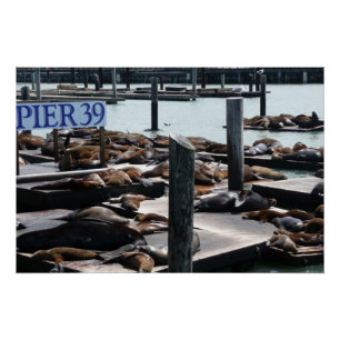 Pier 39 Seelöwen Poster