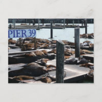 Pier 39 Seelöwen
