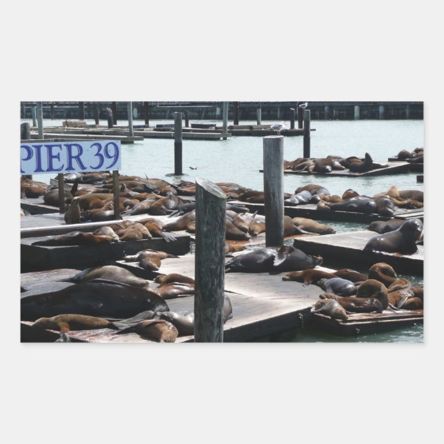 Pier 39 Seelöwen Rechteckiger Aufkleber (Vorderseite)