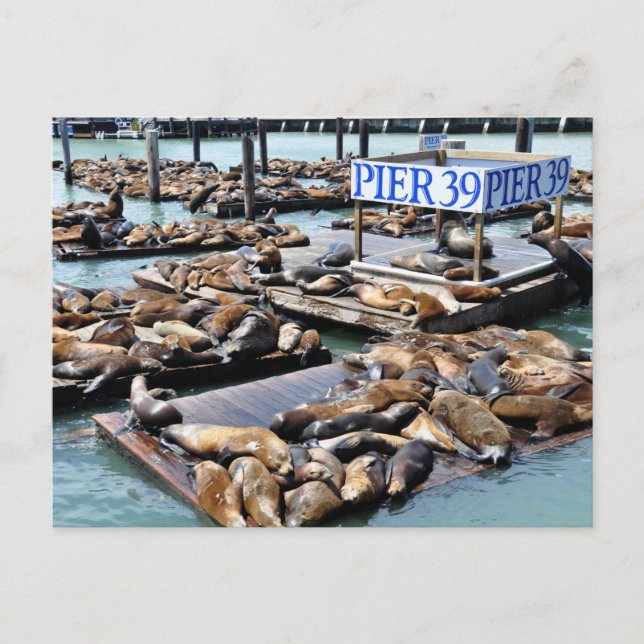 Pier 39 | Seelöwen | San Francisco California Postkarte (Vorderseite)