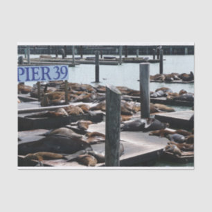 Pier 39 Seelöwen Seidenpapier