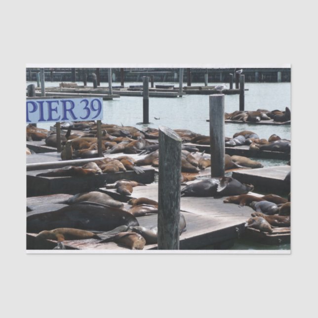 Pier 39 Seelöwen Seidenpapier (Vorderseite)