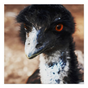 Piercing Eyes of the Outback Poster