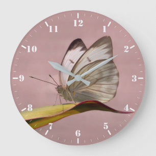 Pieris-Gartenschmetterling Große Wanduhr