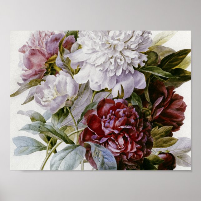 Pierre Joseph Redoute - A Bouquet Peonies Poster (Vorne)