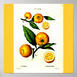 Pierre-Joseph-Redouté-Botanikposter 23 Poster
