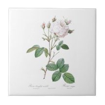 PIERRE-JOSEPH REDOUTÉ "CABBAGE ROSE" KERAMIK TITEL