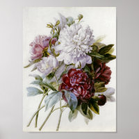 Pierre Joseph Redoute - ein Bouquet roter Peonies