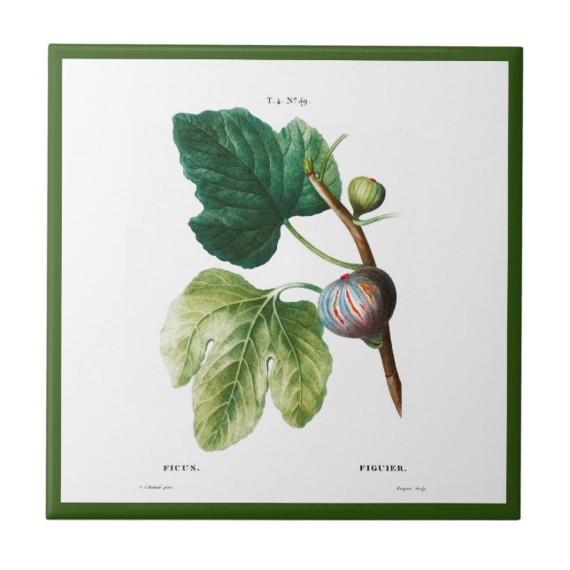 PIERRE-JOSEPH REDOUTÉ "FEIS" KERAMIK TITEL FLIESE (Vorderseite)