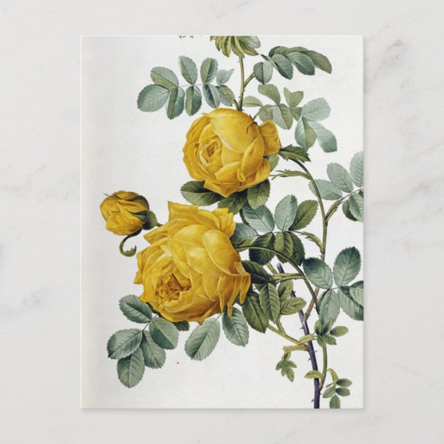 Pierre Joseph Redoute - Rosa Sulfurea Postkarte (Vorderseite)