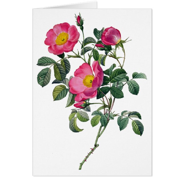 Pierre Joseph Redoute Rose (Vorne)