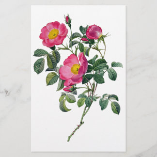 Pierre Joseph Redoute Rose Briefpapier