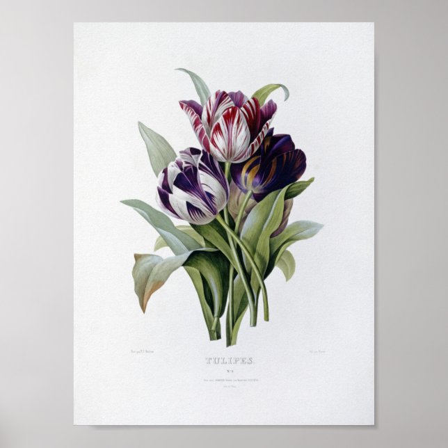Pierre Joseph Redoute - Tulips Poster (Vorne)